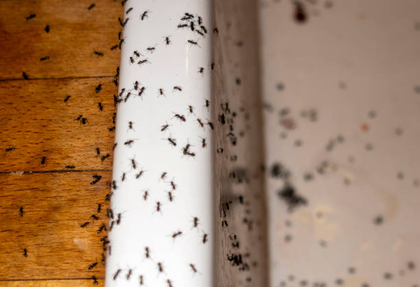 Best Spider Control Near Me  in Garden City, MI