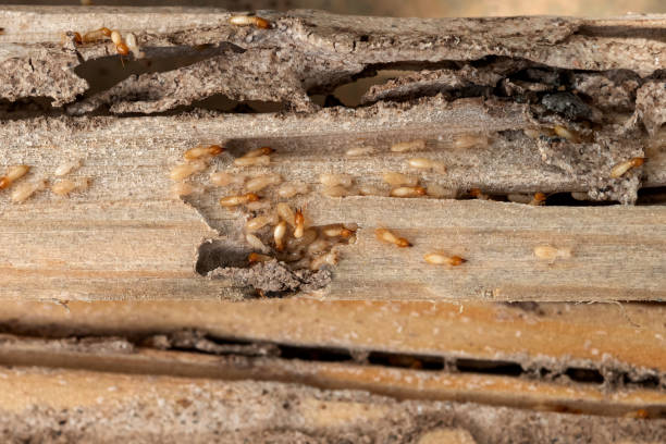 Best Flea Control Services  in Garden City, MI